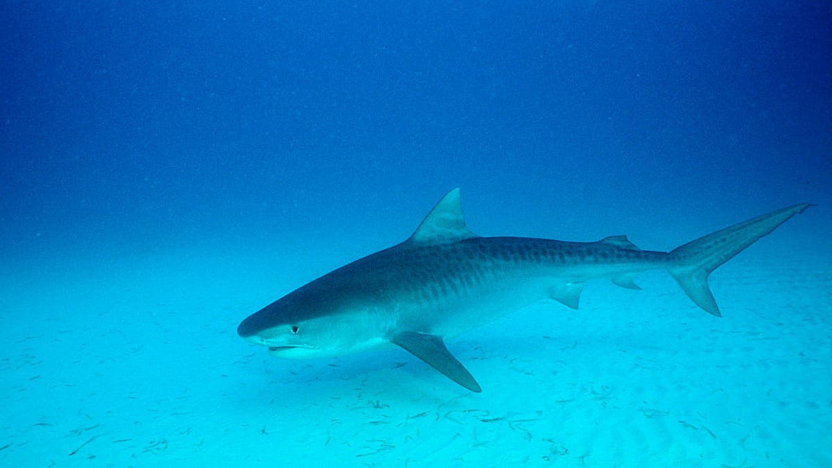 Ohio man playing football in knee-deep water bitten by shark at Florida beach